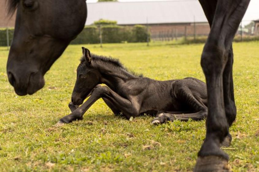 The checklist for evaluating and caring for a newborn foal is extensive, with many things to look out for, both during birth and after. Understanding what is normal and abnormal is crucial as humans help our animals begin what will hopefully be a healthy and happy horsey life. Photo: Yvon Hoogers/Unsplash